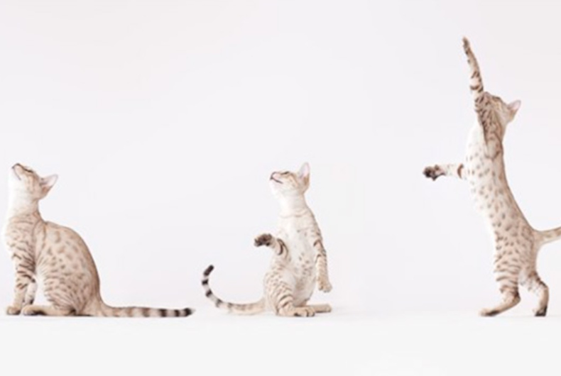 Cats playing